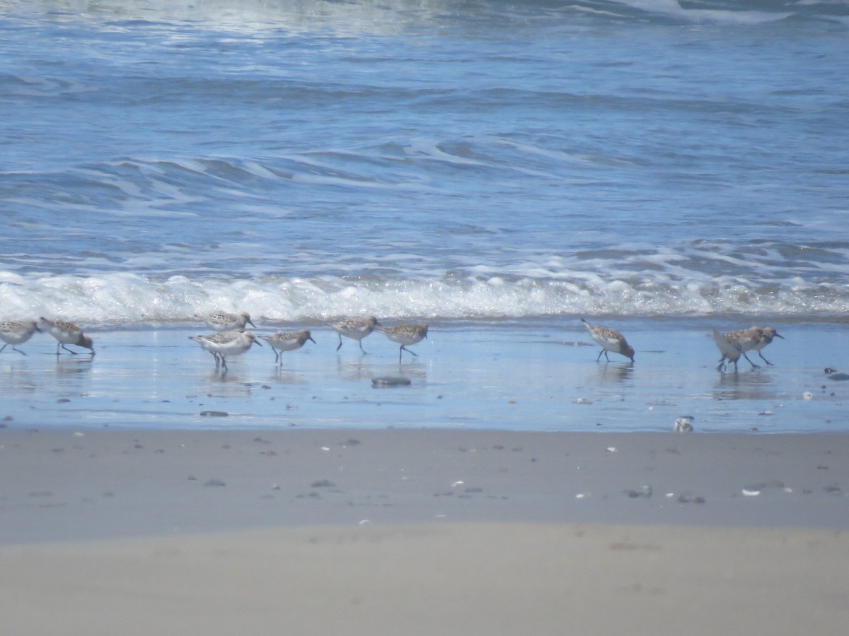 Sanderling - Miranda Kennedy