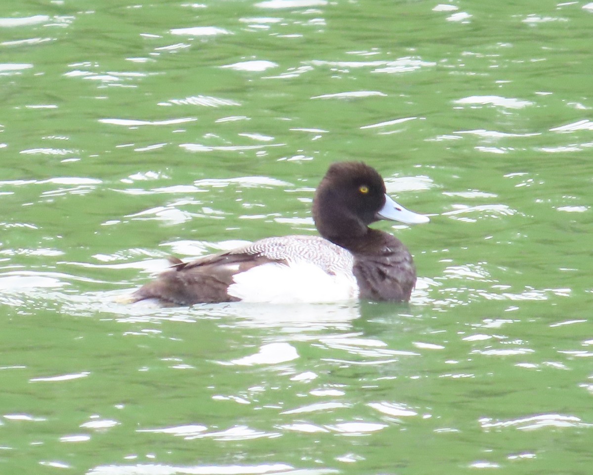 Greater/Lesser Scaup - Anonymous