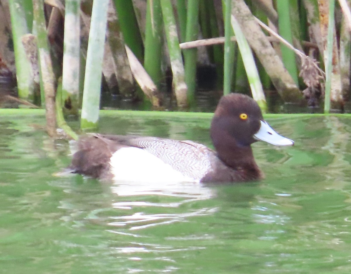Greater/Lesser Scaup - The Spotting Twohees
