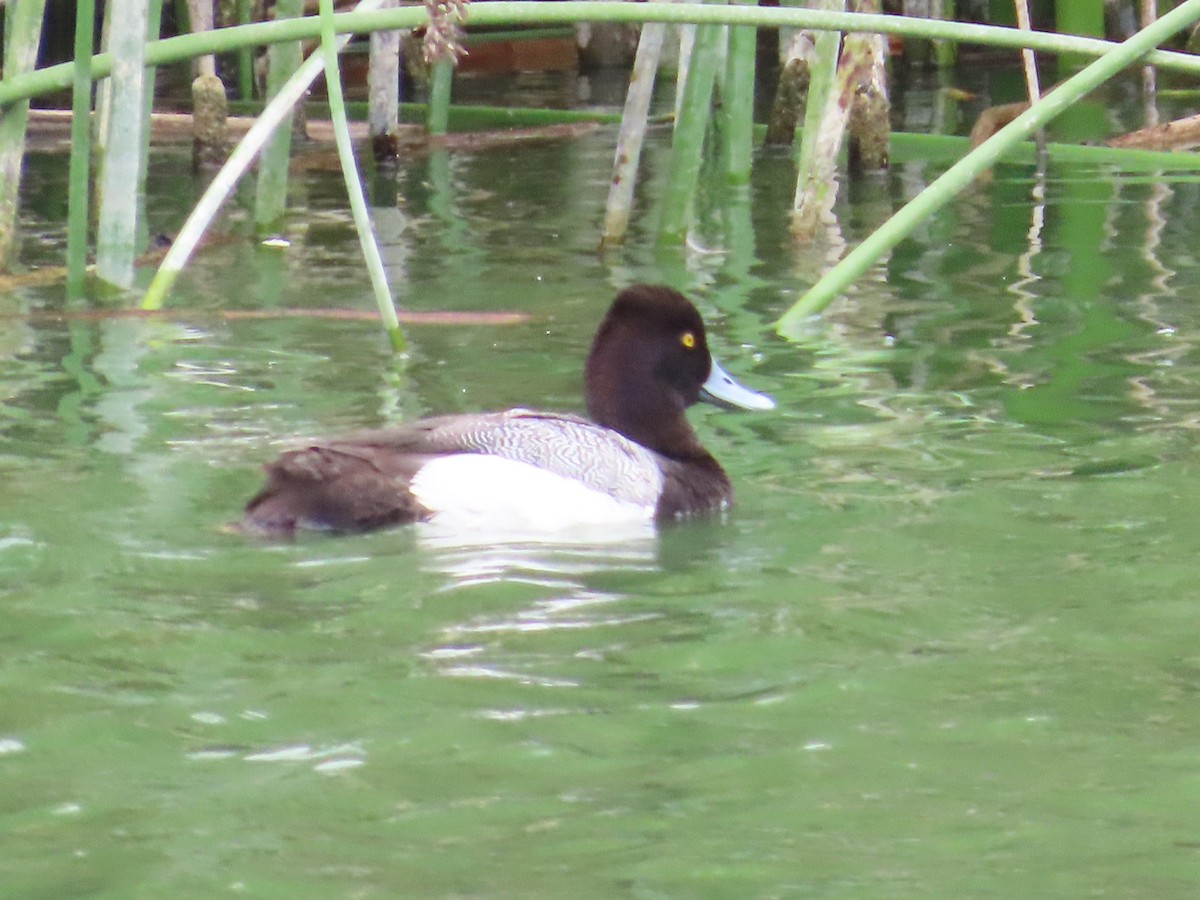 Greater/Lesser Scaup - The Spotting Twohees