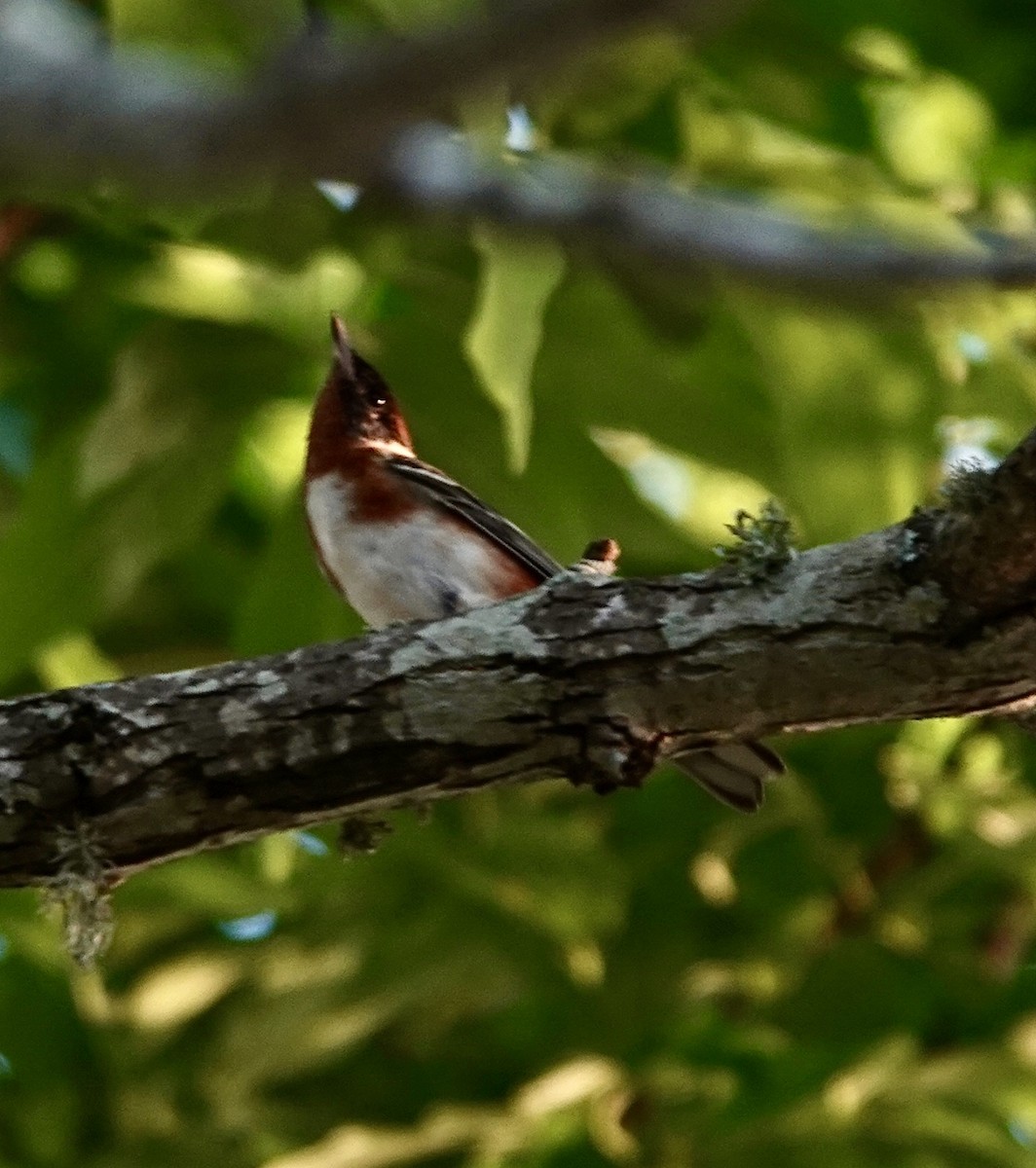Bay-breasted Warbler - Michael Calamari