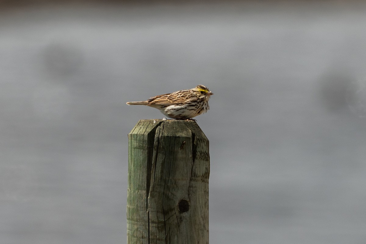 Savannah Sparrow - David Broska