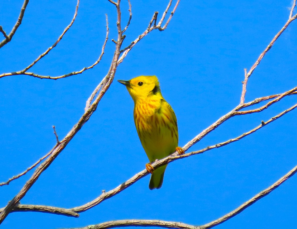 Yellow Warbler - Pat Sterbling