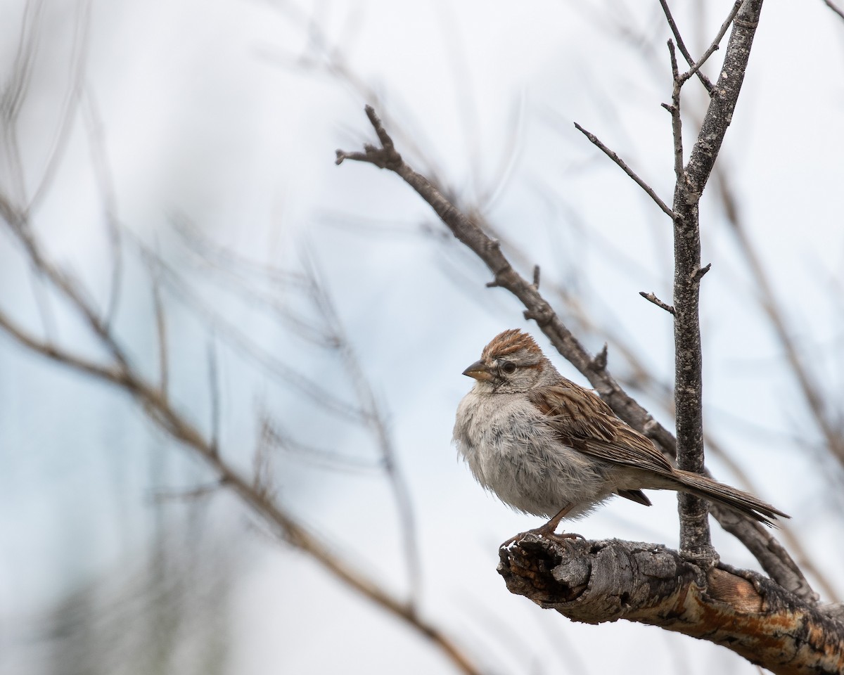 Rufous-winged Sparrow - J.B. Churchill