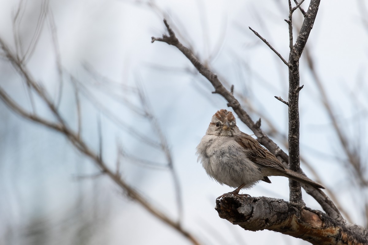 Rufous-winged Sparrow - J.B. Churchill