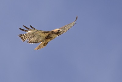 Red-tailed Hawk - John Richards