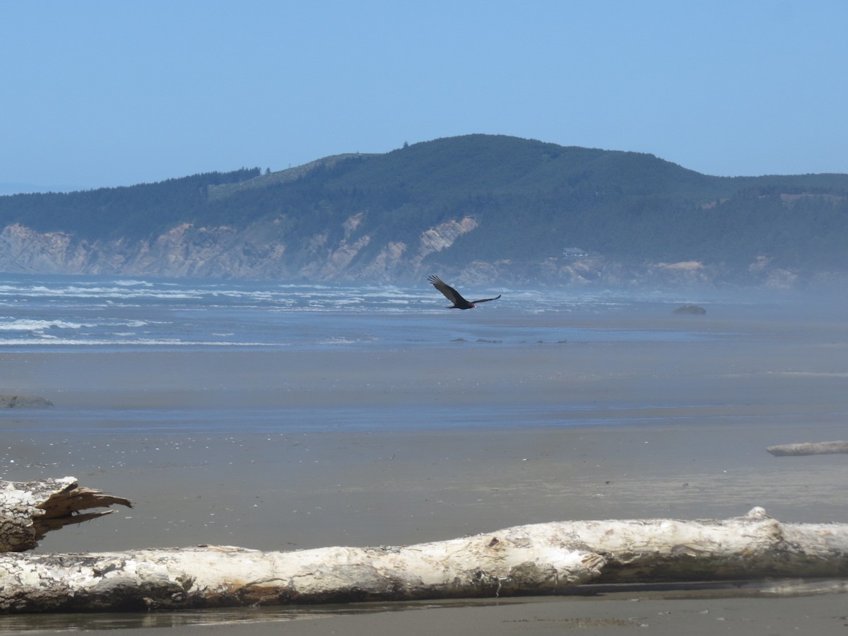 Turkey Vulture - ML619318302