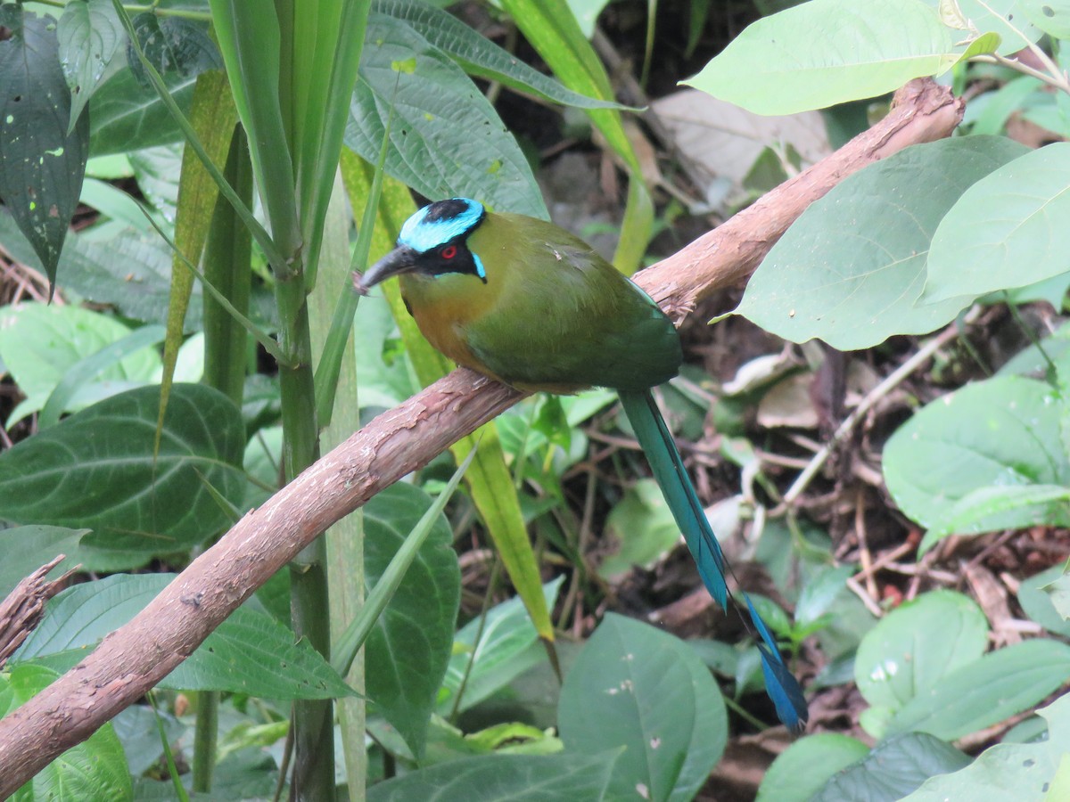 motmot sp. - DANIEL HERRERA