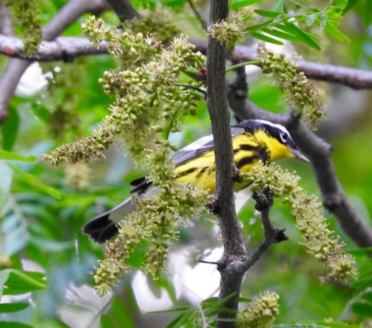 Magnolia Warbler - Deanna Uphoff