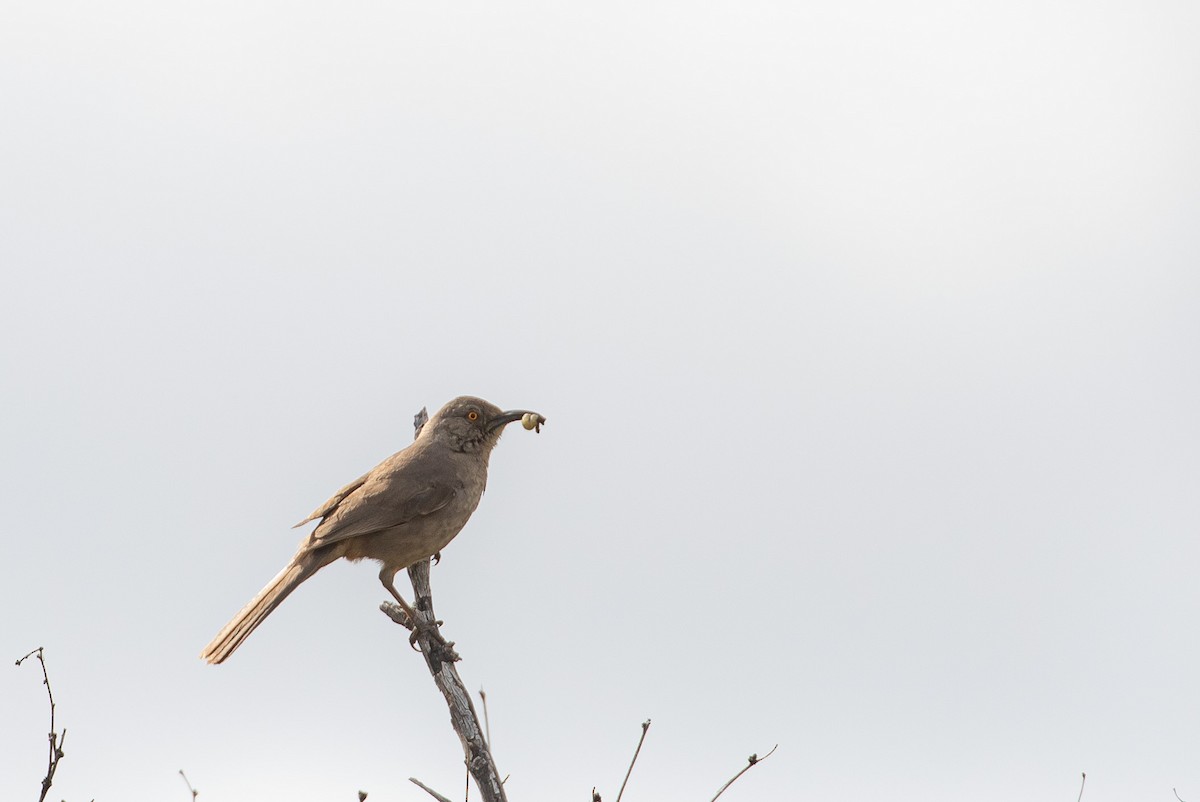 Curve-billed Thrasher - J.B. Churchill