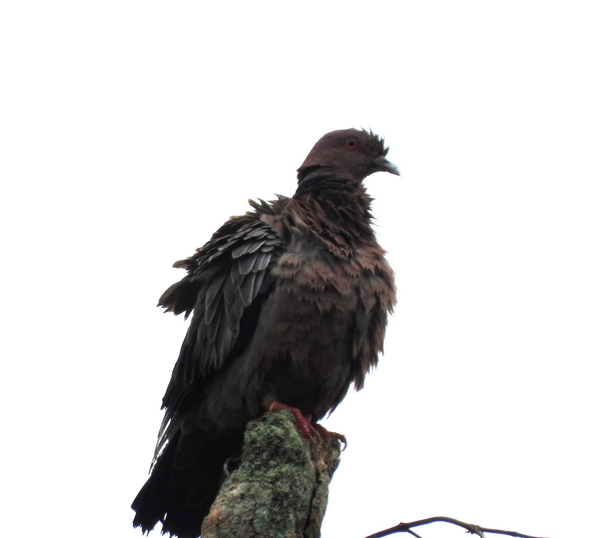 Picazuro Pigeon - Albeiro Erazo Farfán