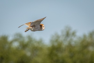 Barn Owl - John Richards