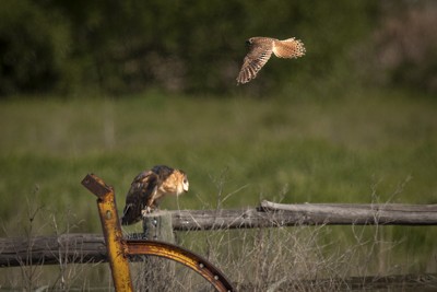 Barn Owl - John Richards