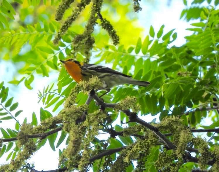 Blackburnian Warbler - Deanna Uphoff