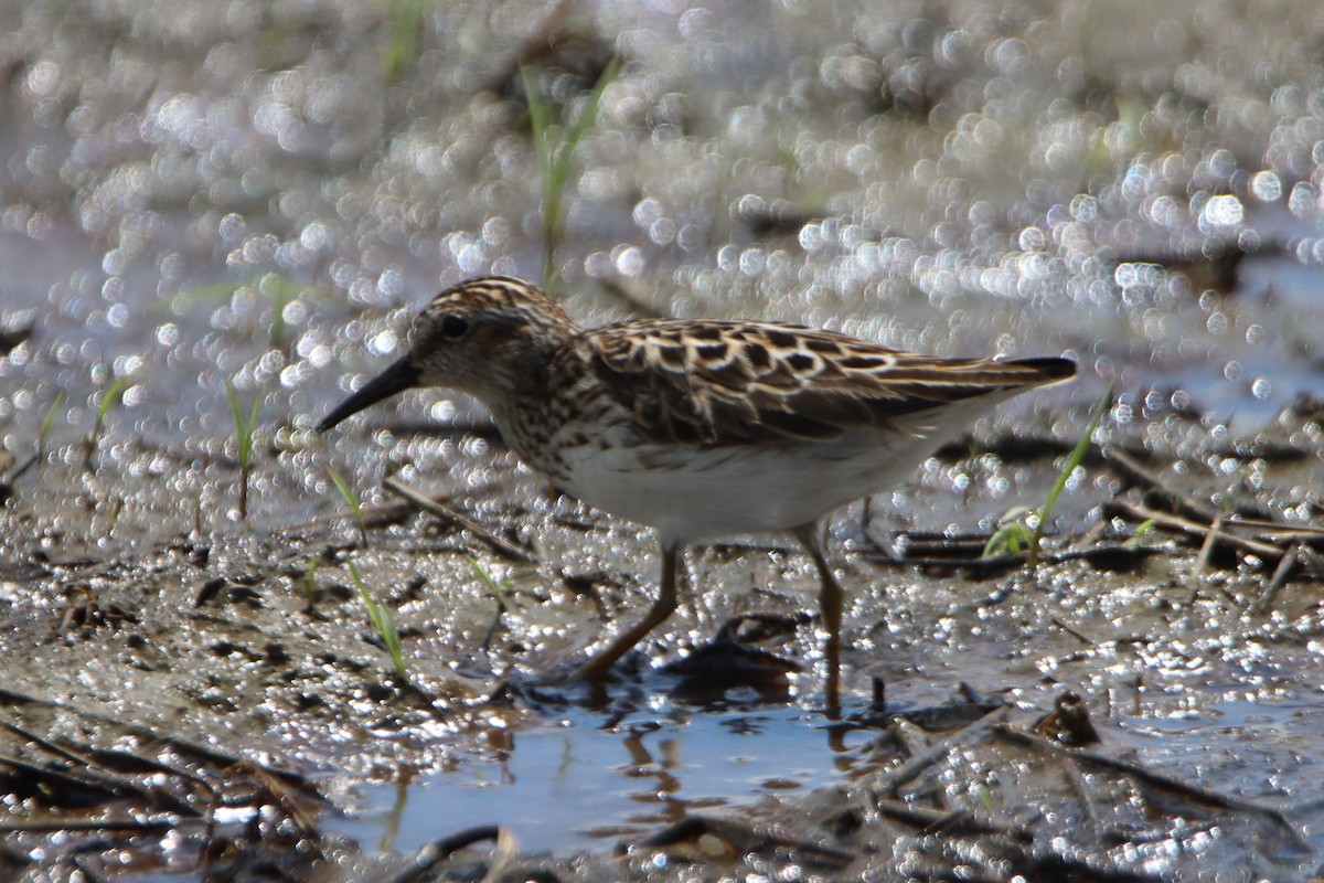 Least Sandpiper - Sandy C