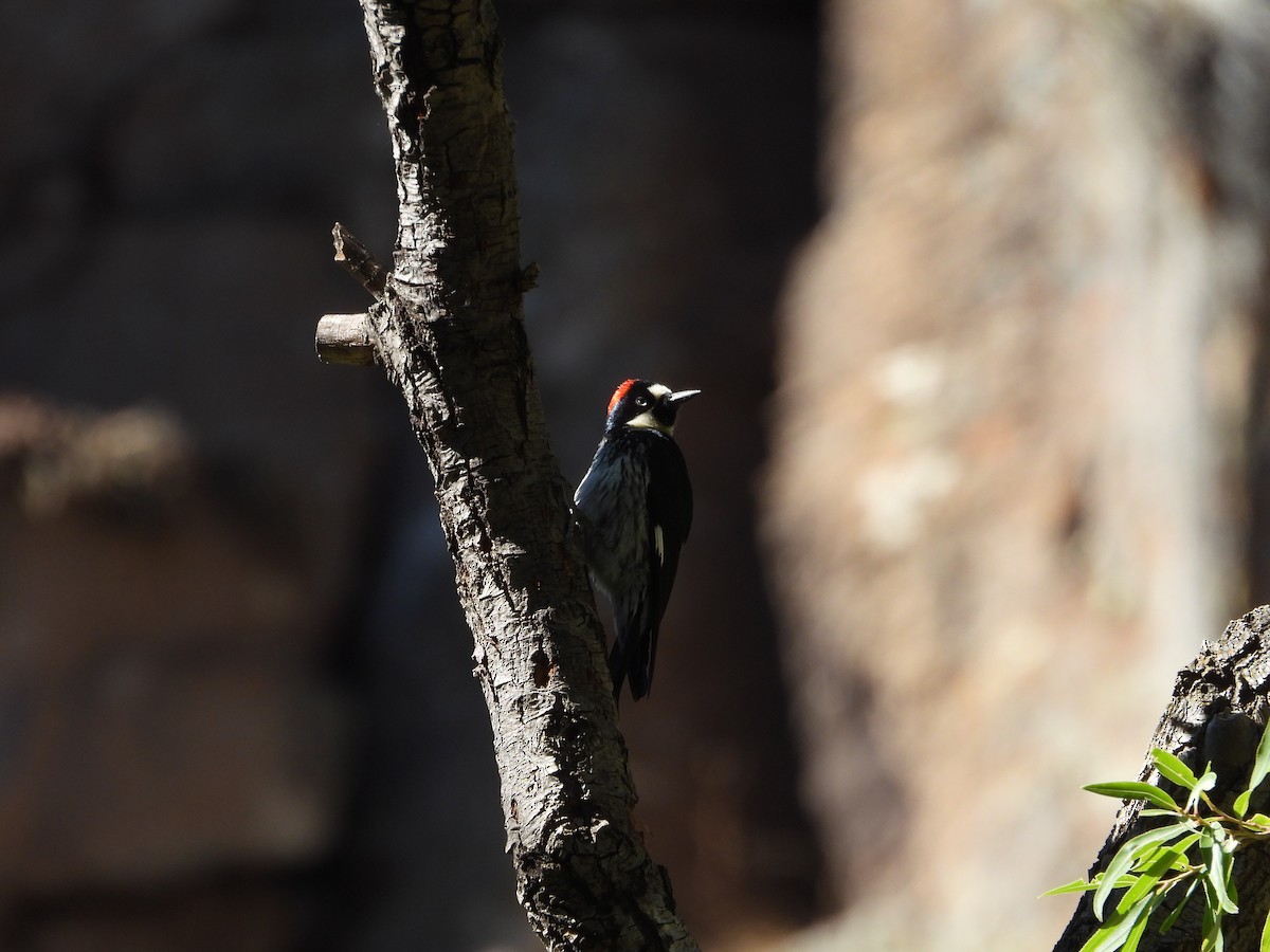 Acorn Woodpecker - ML619318327