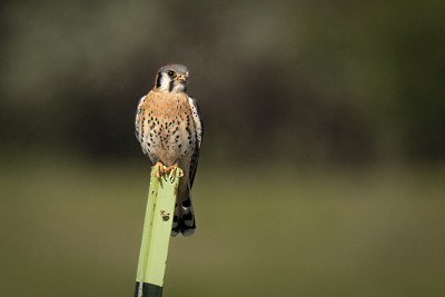 American Kestrel - ML619318334