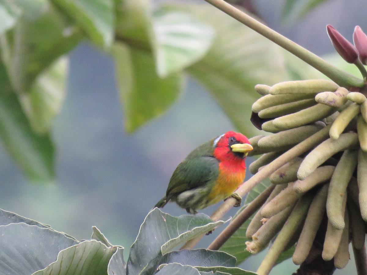 Red-headed Barbet - DANIEL HERRERA