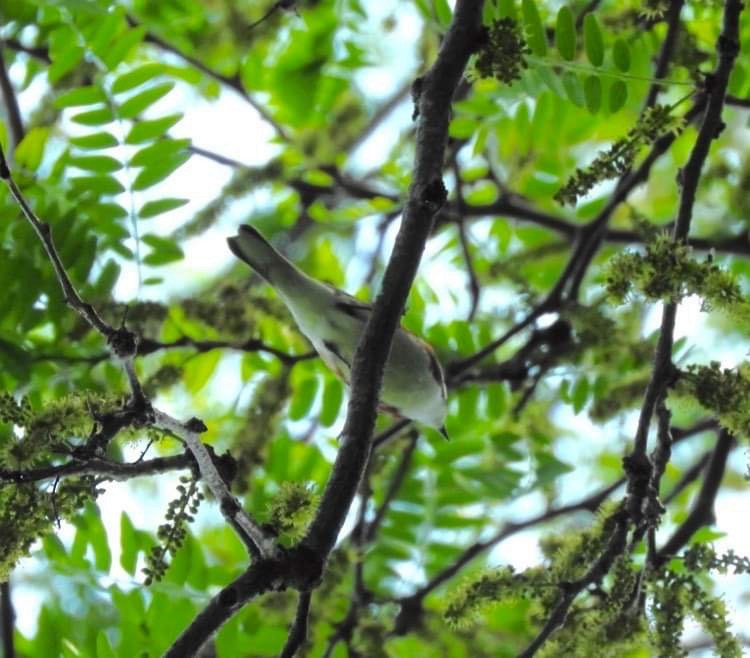 Chestnut-sided Warbler - Deanna Uphoff