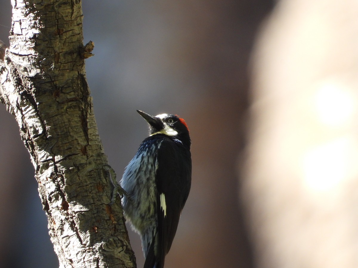 Acorn Woodpecker - ML619318348