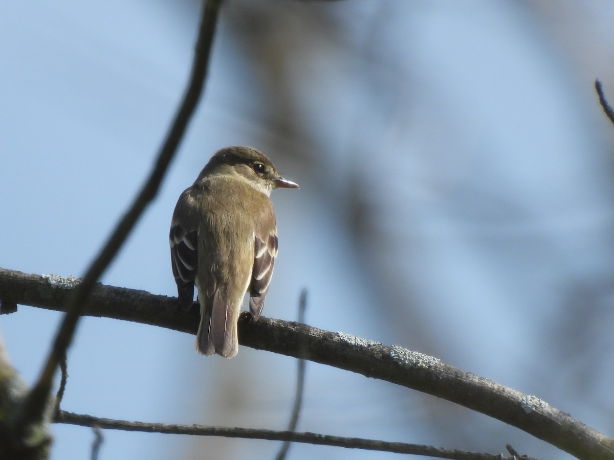 Alder Flycatcher - ML619318349