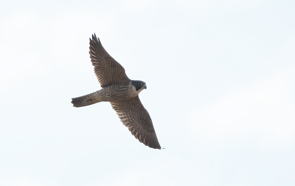Peregrine Falcon (Australian) - ML619318357