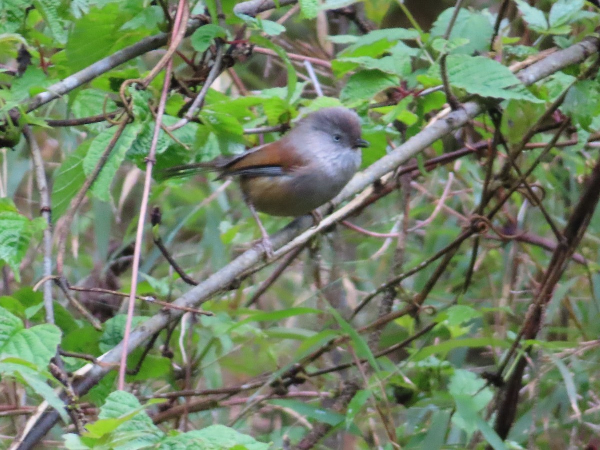 Gray-hooded Fulvetta - Rudolf Koes