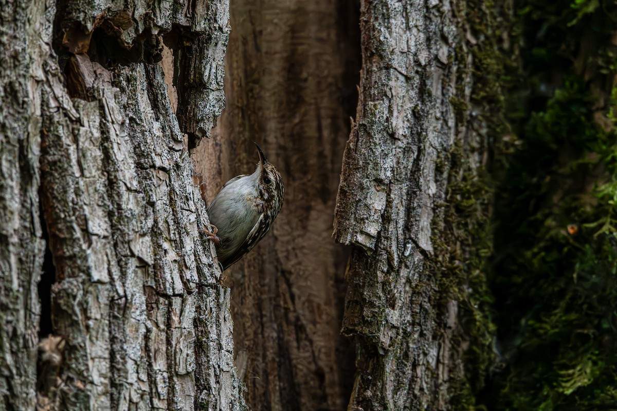 Brown Creeper - A & A Powell