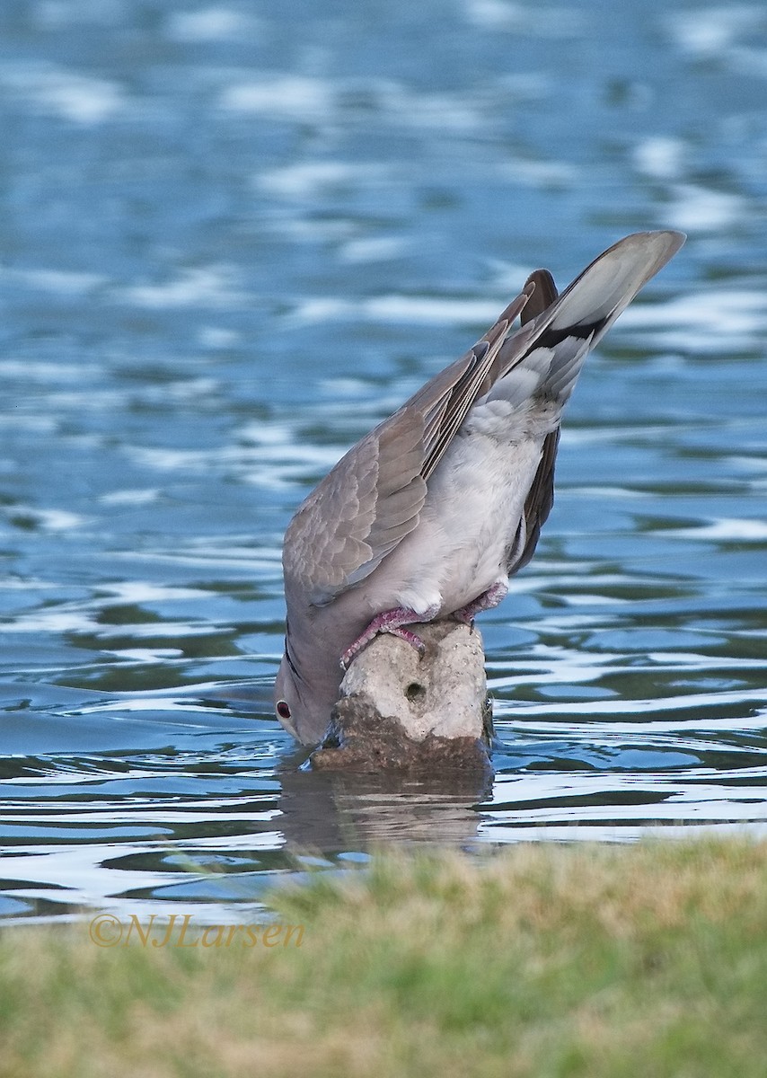 Eurasian Collared-Dove - ML619318390