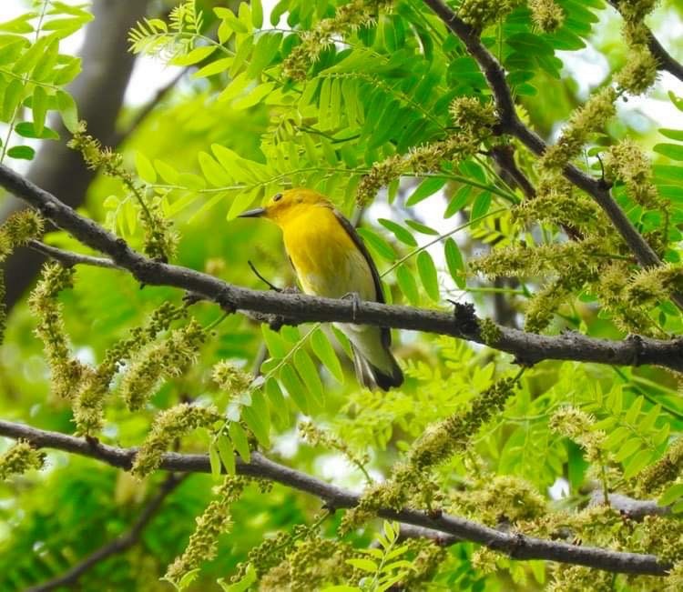 Prothonotary Warbler - Deanna Uphoff