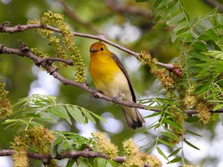 Prothonotary Warbler - ML619318395