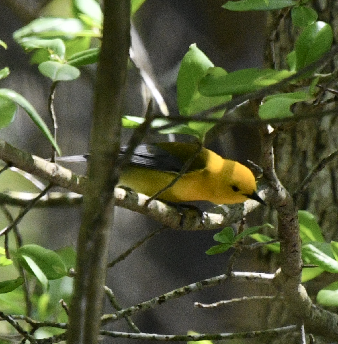 Prothonotary Warbler - Cliff Miller