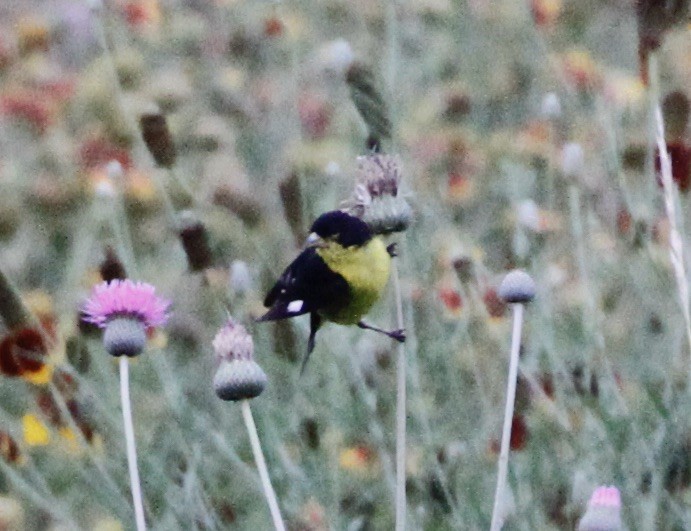 Lesser Goldfinch - Laurie Dugan