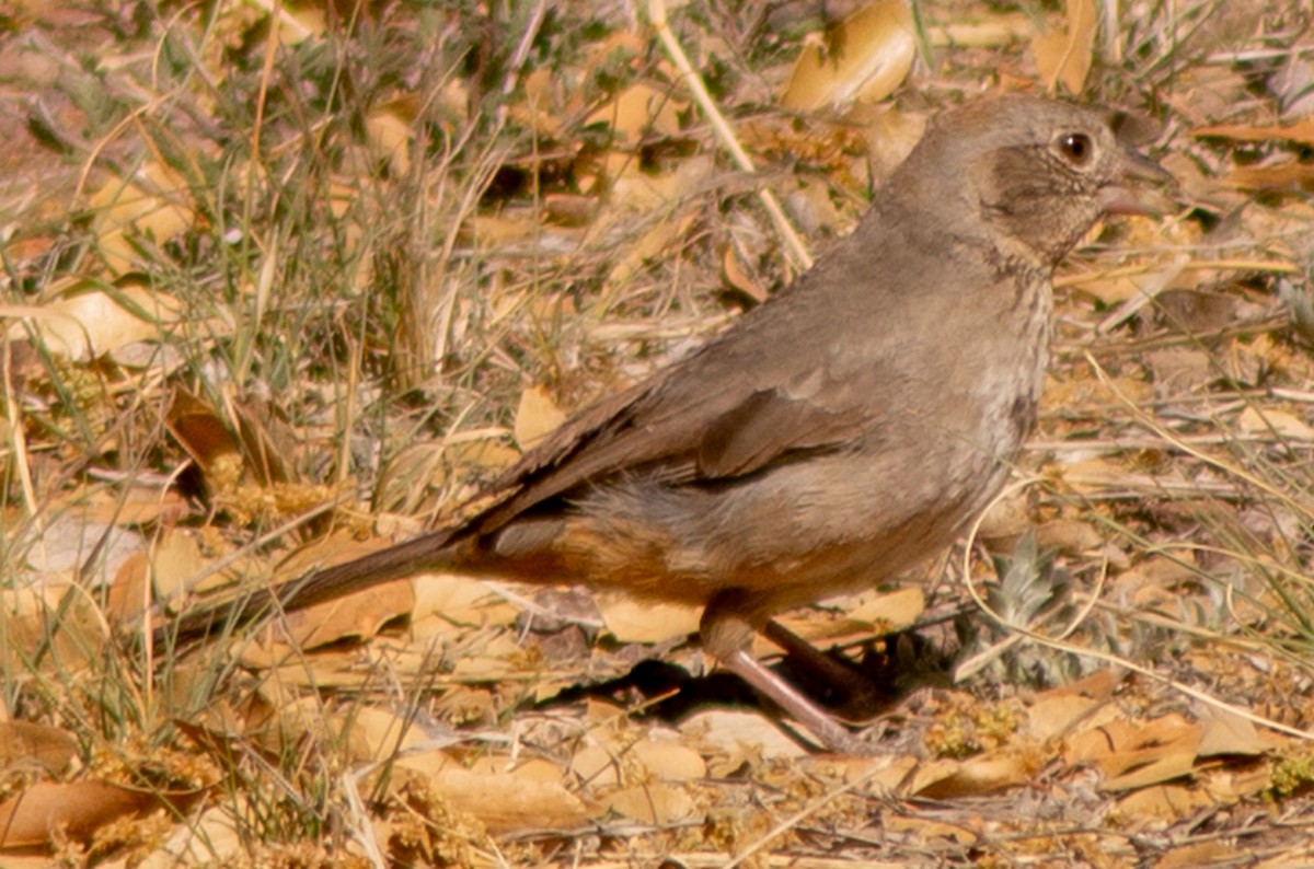 Canyon Towhee - Brandon Woo