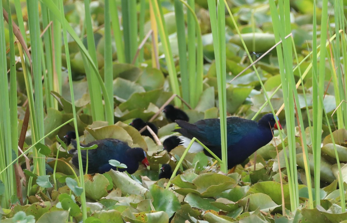 Purple Gallinule - Glenn Blaser