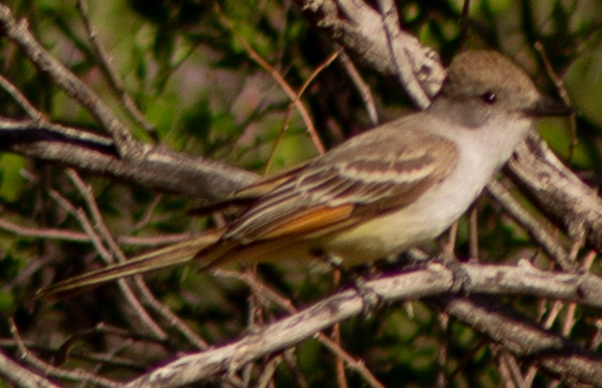 Ash-throated Flycatcher - ML619318428