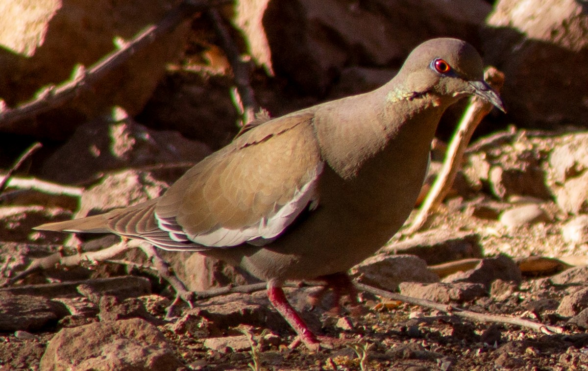 White-winged Dove - ML619318439