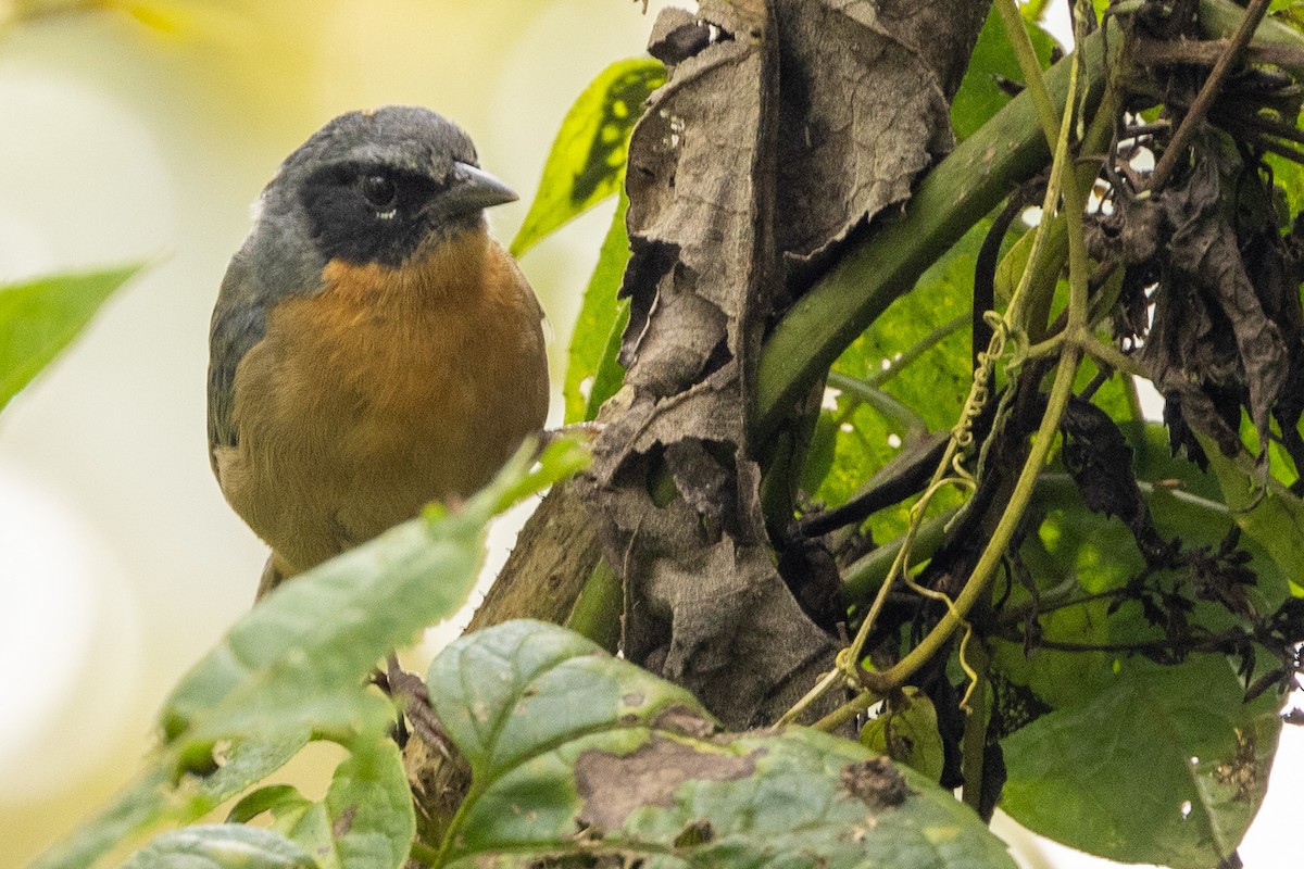 Black-eared Hemispingus - Michael Cook