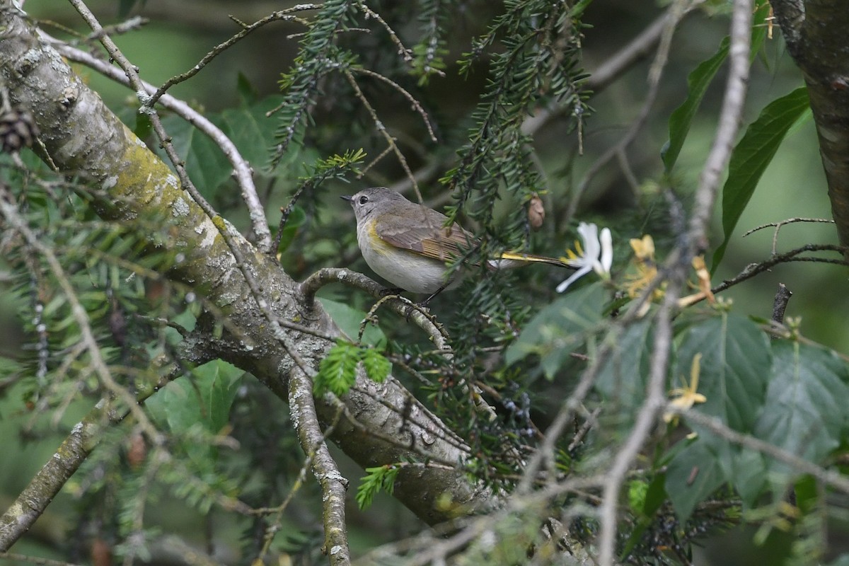 American Redstart - Jessica Coss