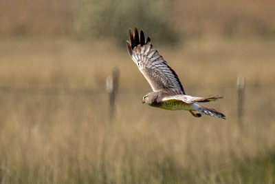 Northern Harrier - John Richards