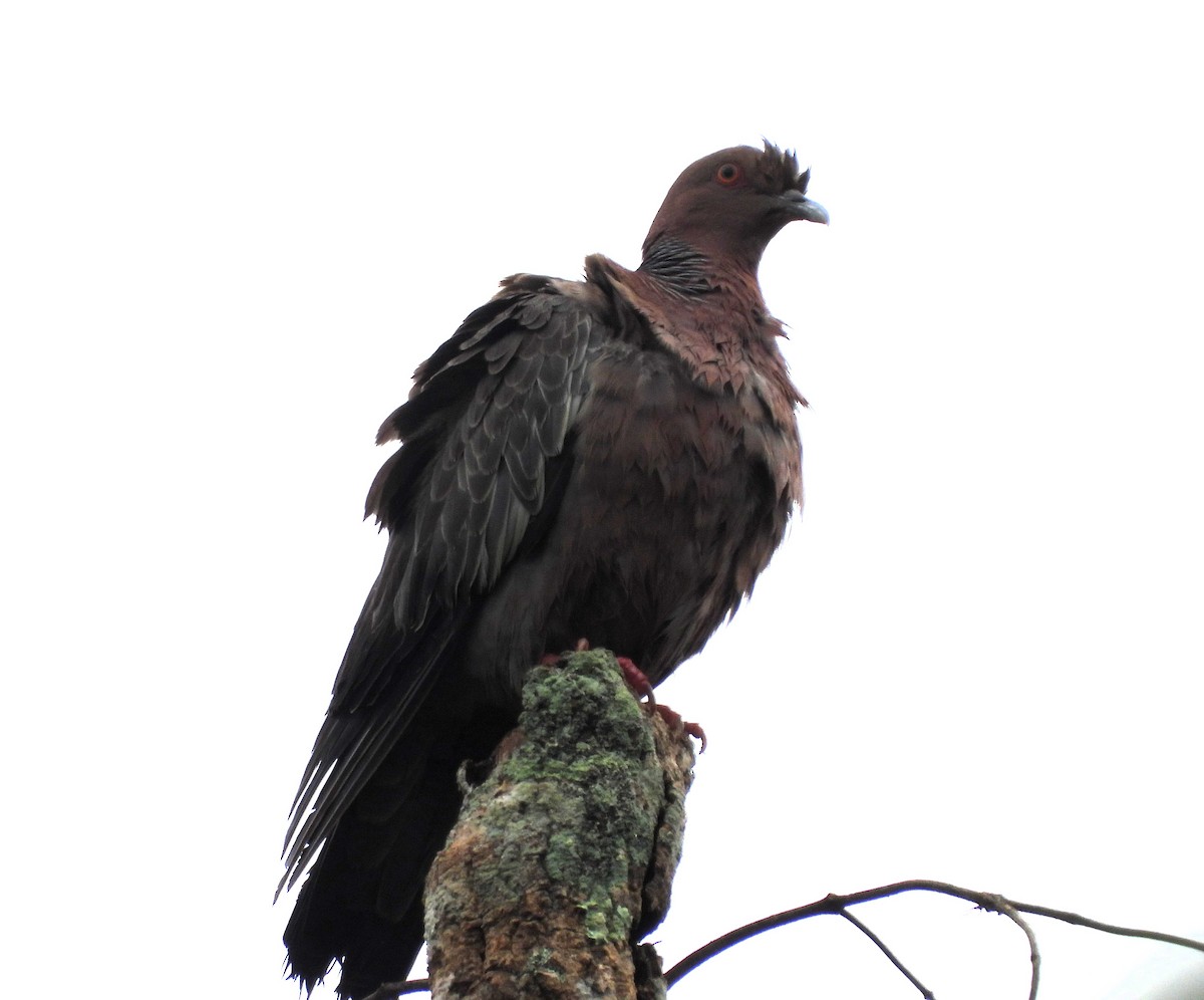 Picazuro Pigeon - Albeiro Erazo Farfán