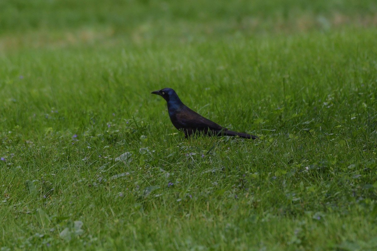 Common Grackle - Jessica Coss