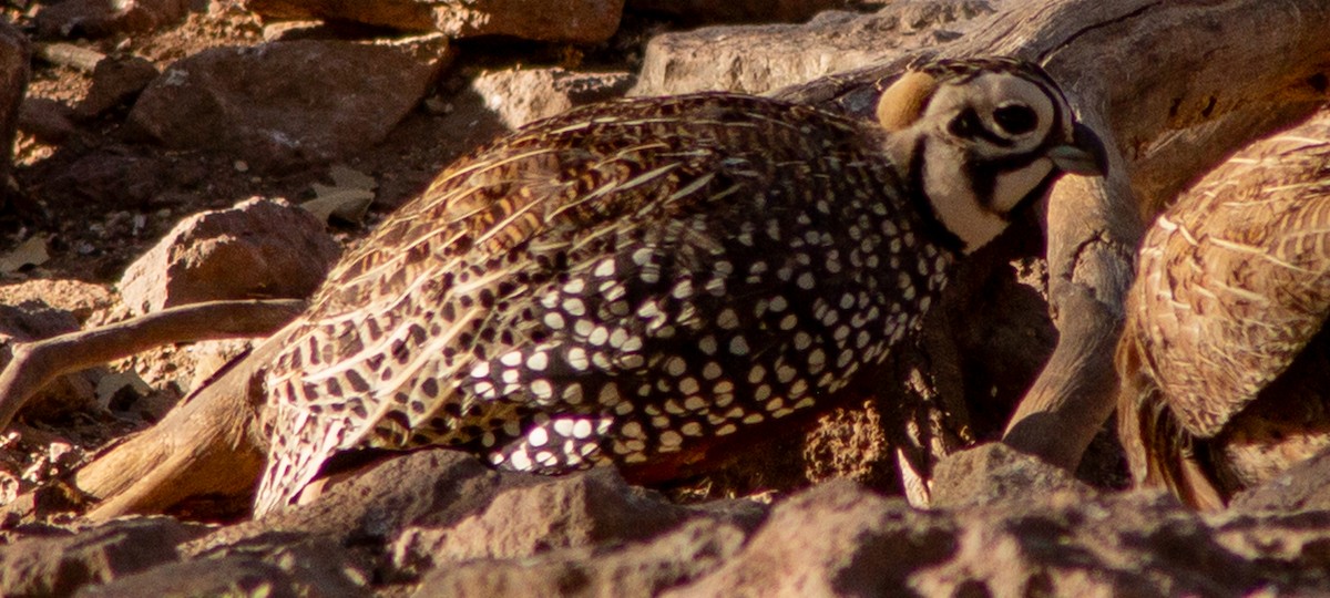 Montezuma Quail - Brandon Woo