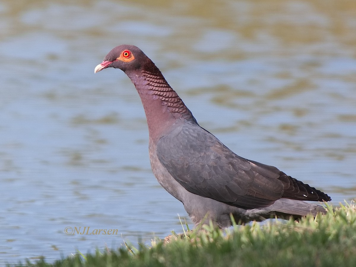 Pigeon à cou rouge - ML619318462