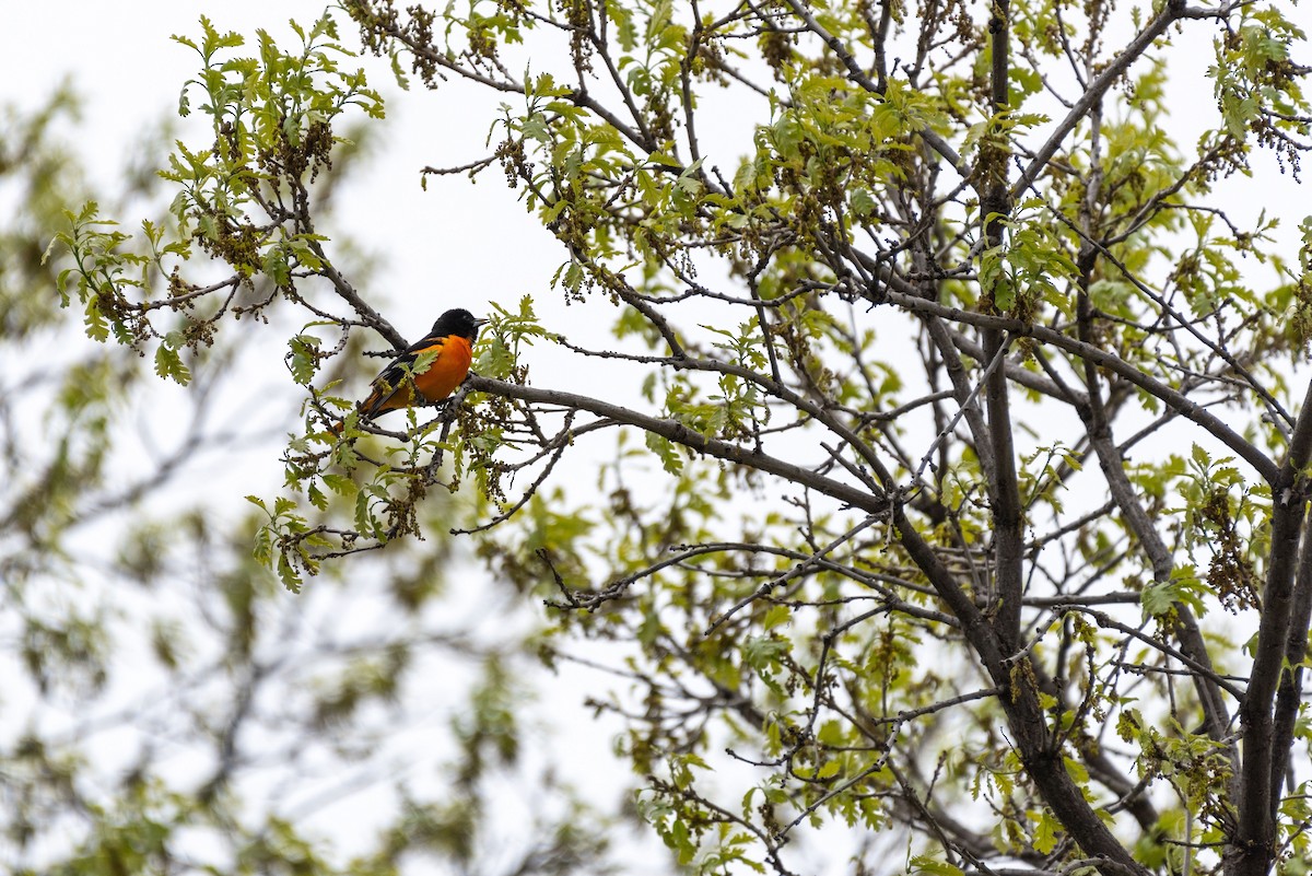 Baltimore Oriole - Tammy Mosbrucker