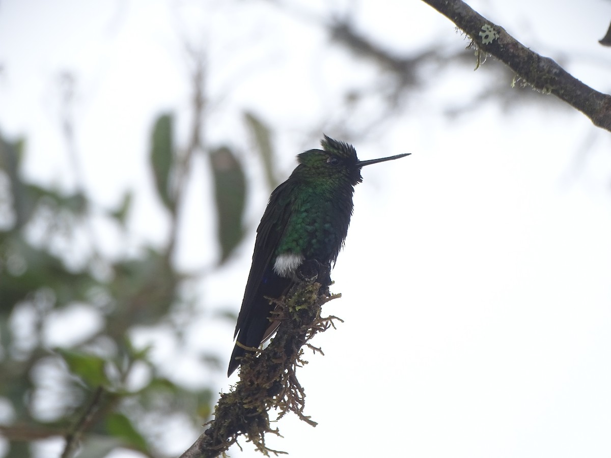 Glowing Puffleg - ML619318495