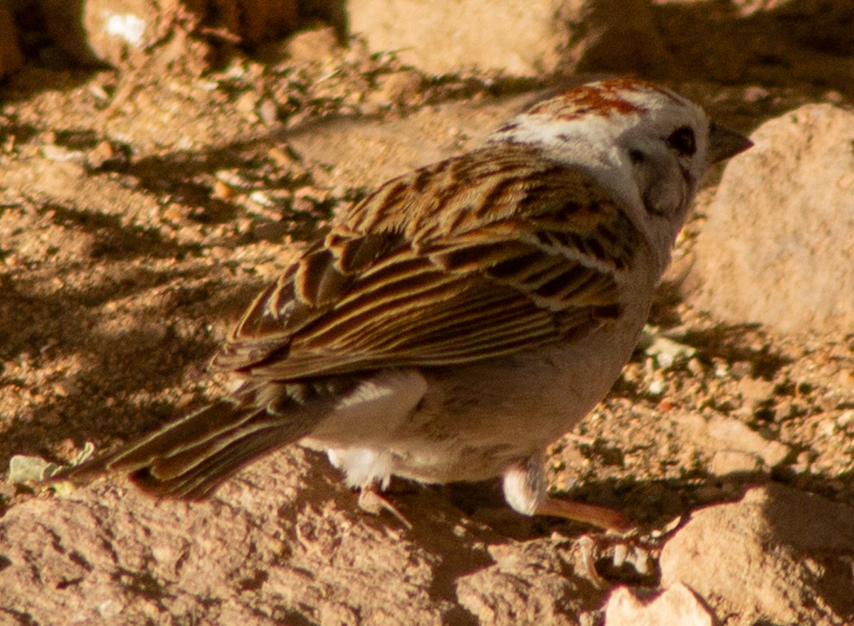 Chipping Sparrow - Brandon Woo