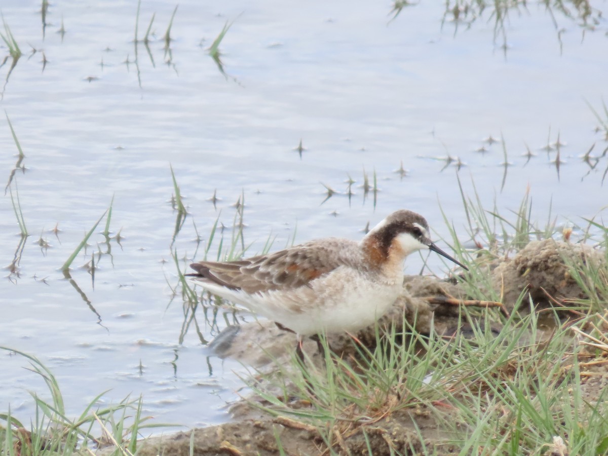 Wilson's Phalarope - raylene wall