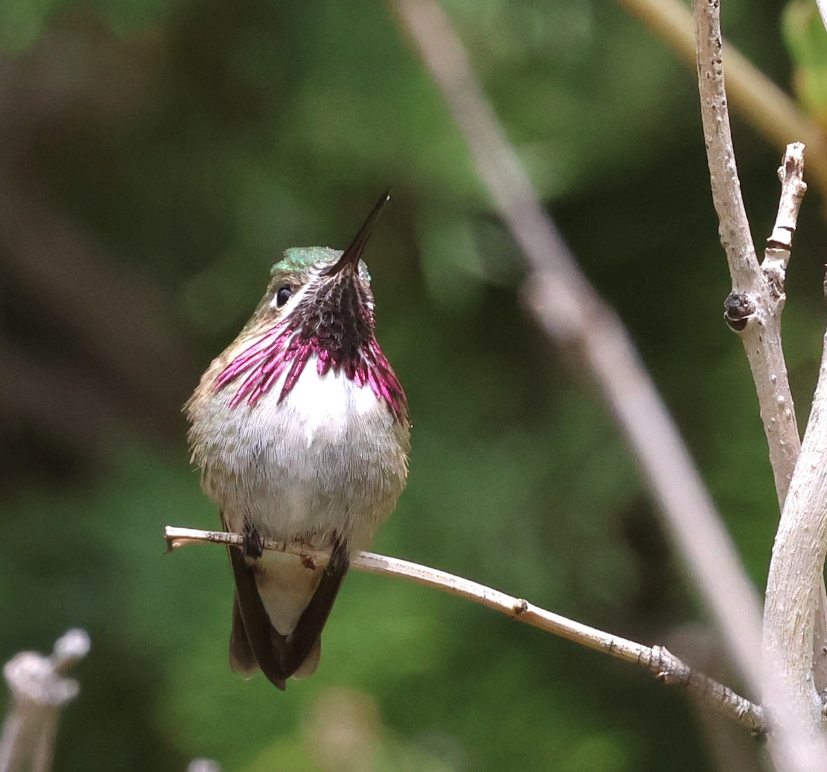 Calliope Hummingbird - Susan Hovde