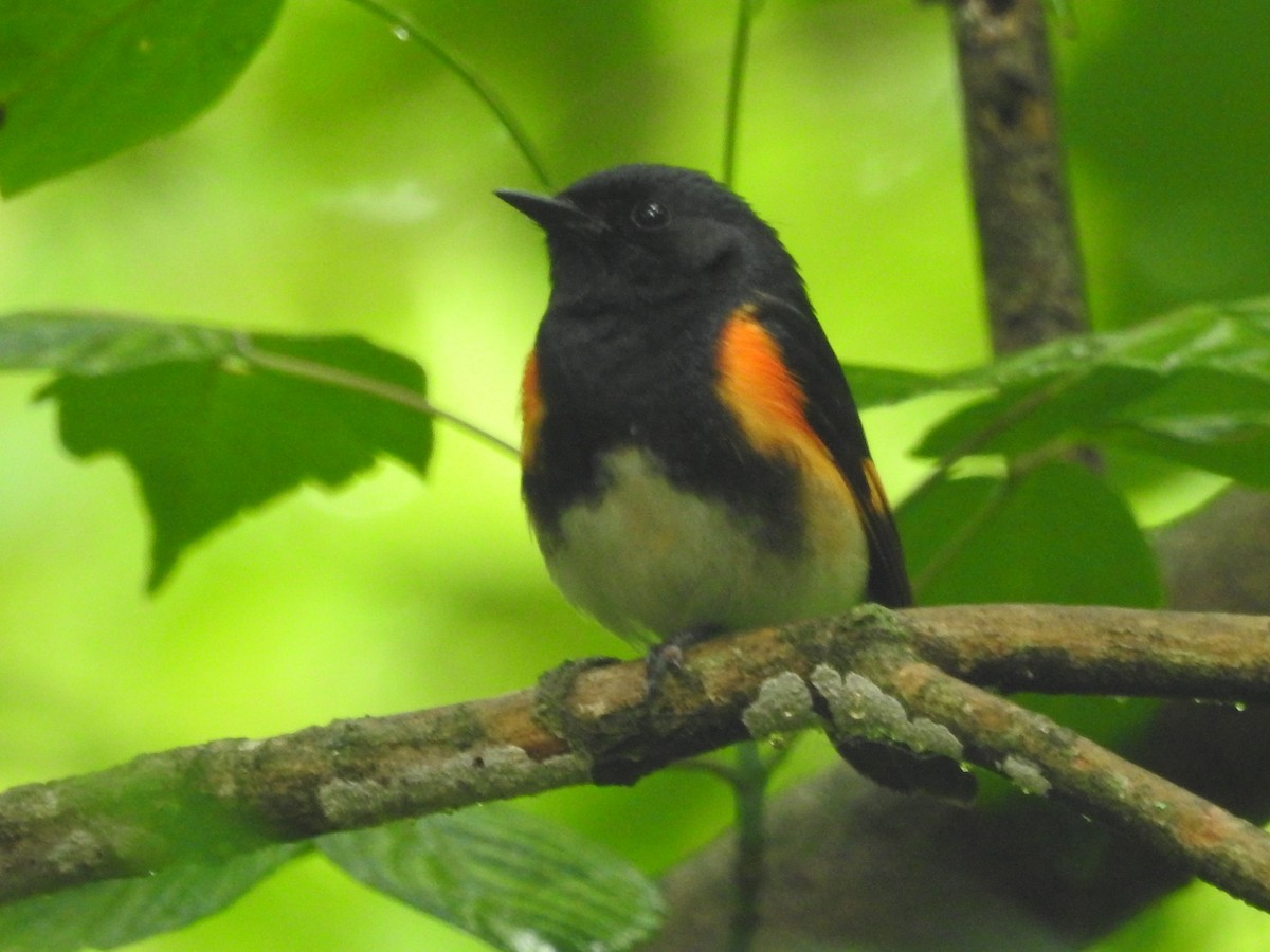 American Redstart - ML619318530